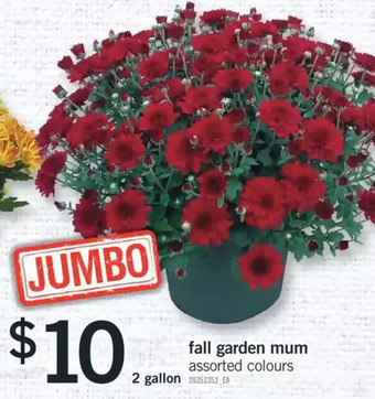 Fortinos Fall garden mum offer