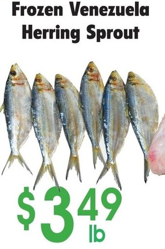 Danforth Food Market Frozen Venezuela Herring Sprout offer