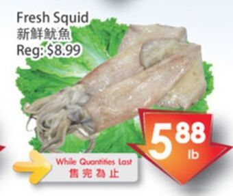 Fresh Palace Supermarket Fresh squid offer