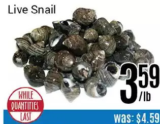 Nations Fresh Foods Live snail offer