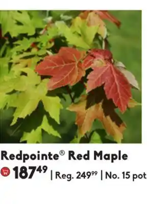 Sheridan Nurseries Redpointe® red maple offer