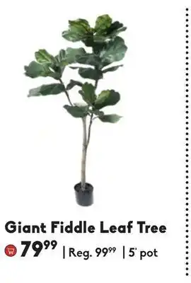 Giant fiddle leaf tree