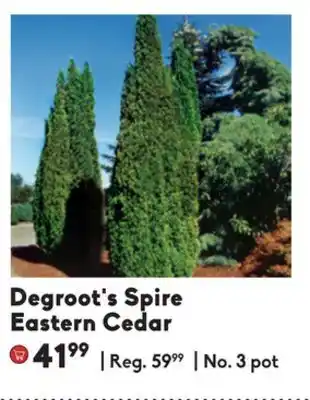 Sheridan Nurseries Degroot's spire eastern cedar offer