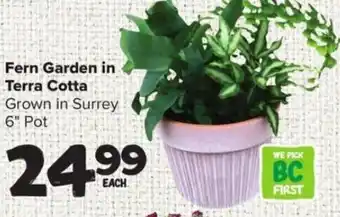 Thrifty Foods Fern Garden in Terra Cotta 6" Pot offer
