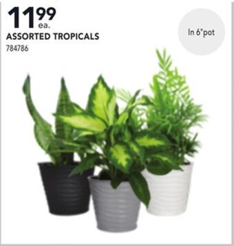 Lowe's Assorted tropicals offer