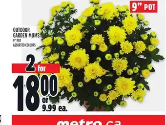 Metro Outdoor garden mums offer