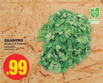 No Frills Cilantro offer
