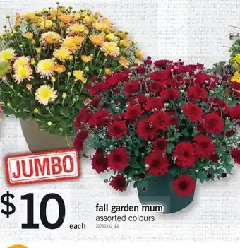 Fortinos Fall garden mum offer