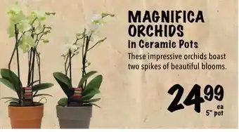 Farm Boy Magnifica orchids in ceramic pots offer