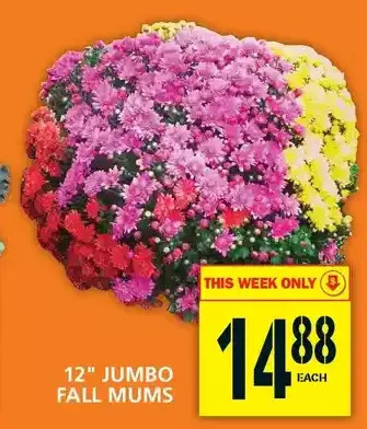 Food Basics 12" jumbo fall mums offer