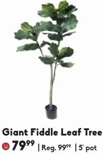 Sheridan Nurseries Giant Fiddle Leaf Tree 5" Pot offer