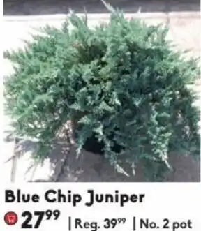 Sheridan Nurseries Blue Chip Juniper 2 pot offer