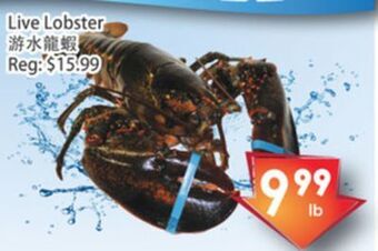 Fresh Palace Supermarket Live lobster offer