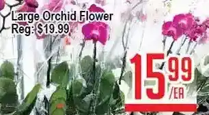 Skyland Foodmart Large orchid flower offer