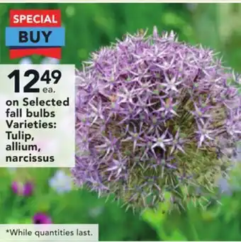 Lowe's Selected fall bulbs varieties: tulip, allium, narcissus offer