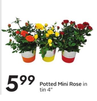 Sobeys Potted mini rose offer