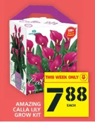 Food Basics Amazing calla lily grow kit offer