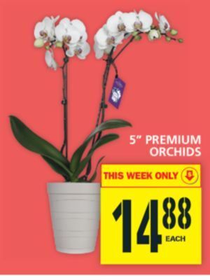 Food Basics 5" premium orchids offer