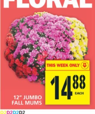 Food Basics 12" jumbo fall mums offer