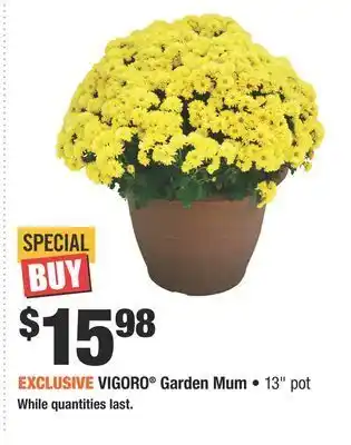 Home Depot Vigoro® garden mum offer