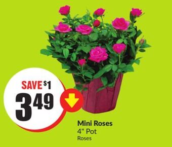 FreshCo Mini roses 4" pot offer
