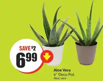 FreshCo Aloe vera offer
