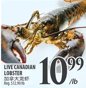 Al Premium Food Mart Live canadian lobster offer