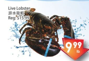 Live lobster