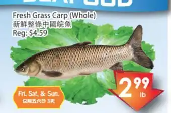 Fresh Palace Supermarket Fresh grass carp (whole) offer
