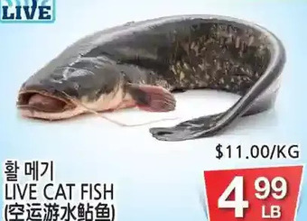 H-Mart Live cat fish offer