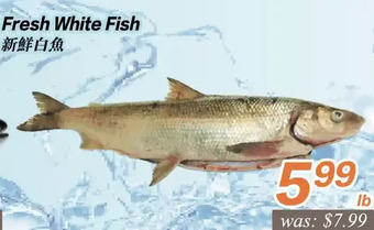 Seasons Foodmart Fresh white fish offer