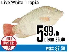 Nations Fresh Foods Live white tilapia offer