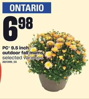Loblaws Pc® 9.5 inch outdoor fall mums offer