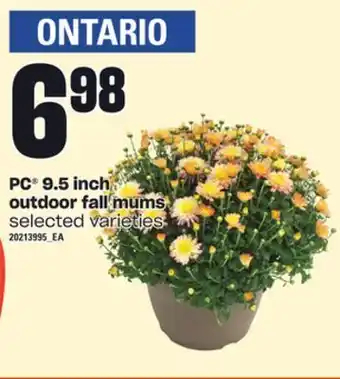 Independent Grocer Pc® 9.5 inch outdoor fall mums offer