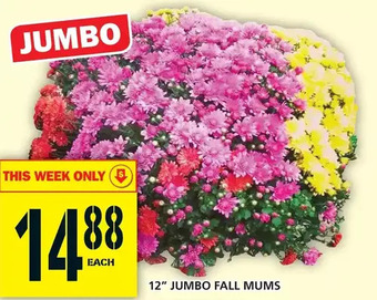 Food Basics 12" jumbo fall mums offer