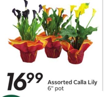 Sobeys Assorted calla lily offer