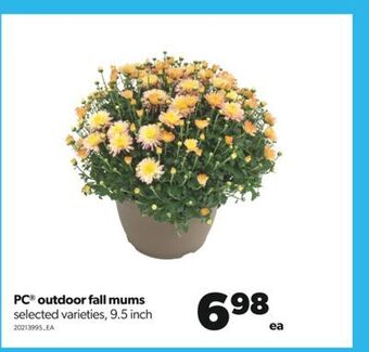 Real Canadian Superstore Pc® outdoor fall mums, 9.5 inch offer