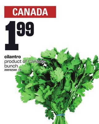 Loblaws Cilantro, bunch offer
