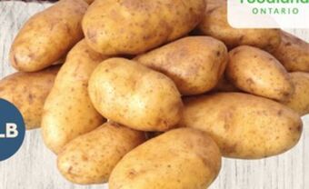 Giant Tiger 10 lb. white potatoes offer