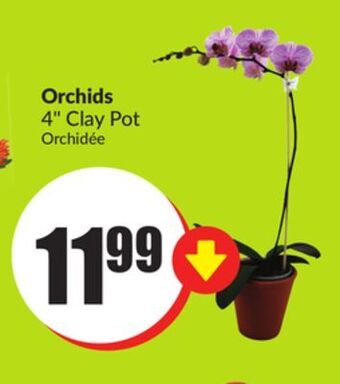 FreshCo Orchids 4' clay pot offer