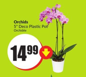 FreshCo Orchids 5" deco plastic pot offer