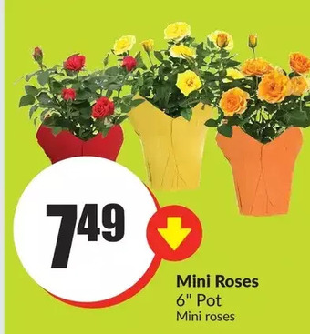 FreshCo Mini roses offer