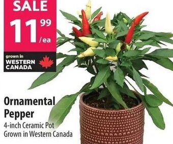Co-op Ornamental Pepper offer
