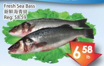 Fresh sea bass