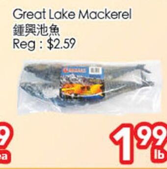 Great lake mackerel