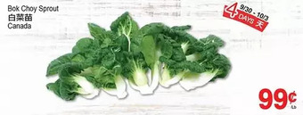 T&T Supermarket Bok choy sprout offer