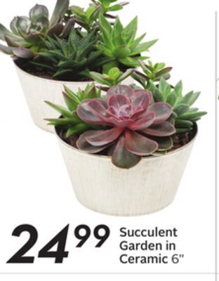 Sobeys Succulent garden in ceramic offer