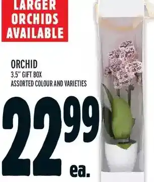 Metro Orchid 3.5" gift box offer
