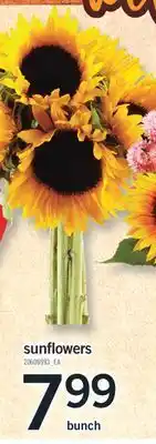 Fortinos Sunflowers, bunch offer