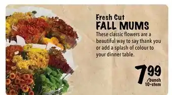 Farm Boy Fresh cut fall mums offer